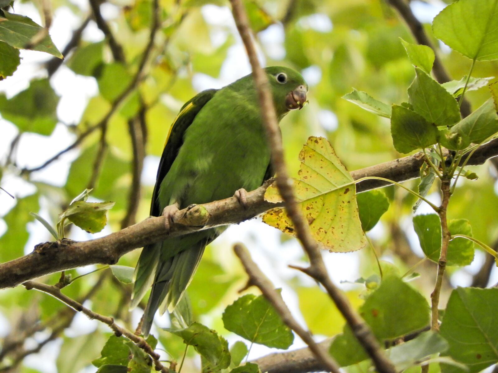 Nikon Coolpix B700 sample photo. Parrot, budgie, native photography