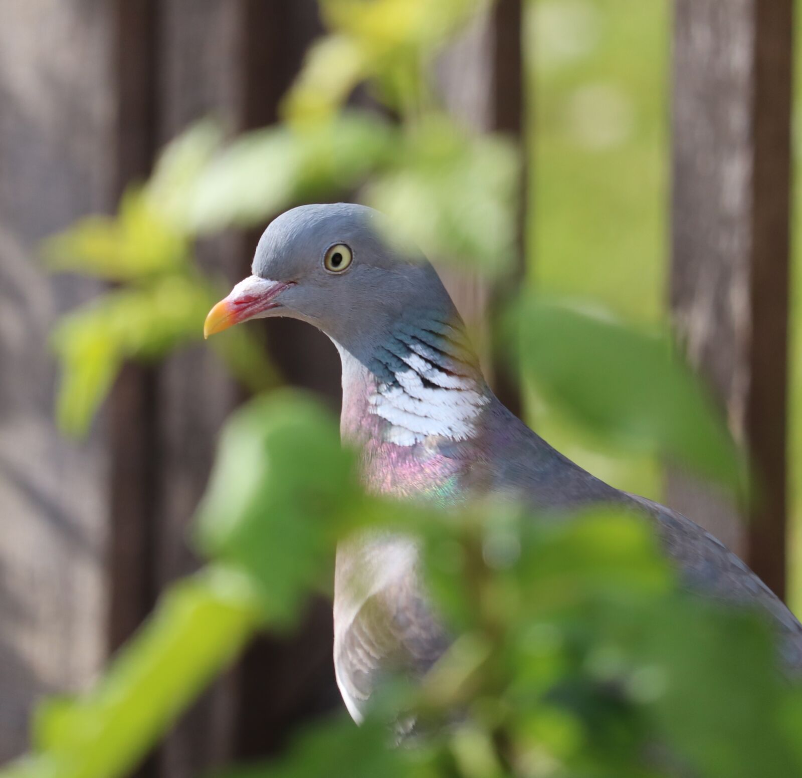 Canon EOS 750D (EOS Rebel T6i / EOS Kiss X8i) sample photo. Pigeon, bird, close photography