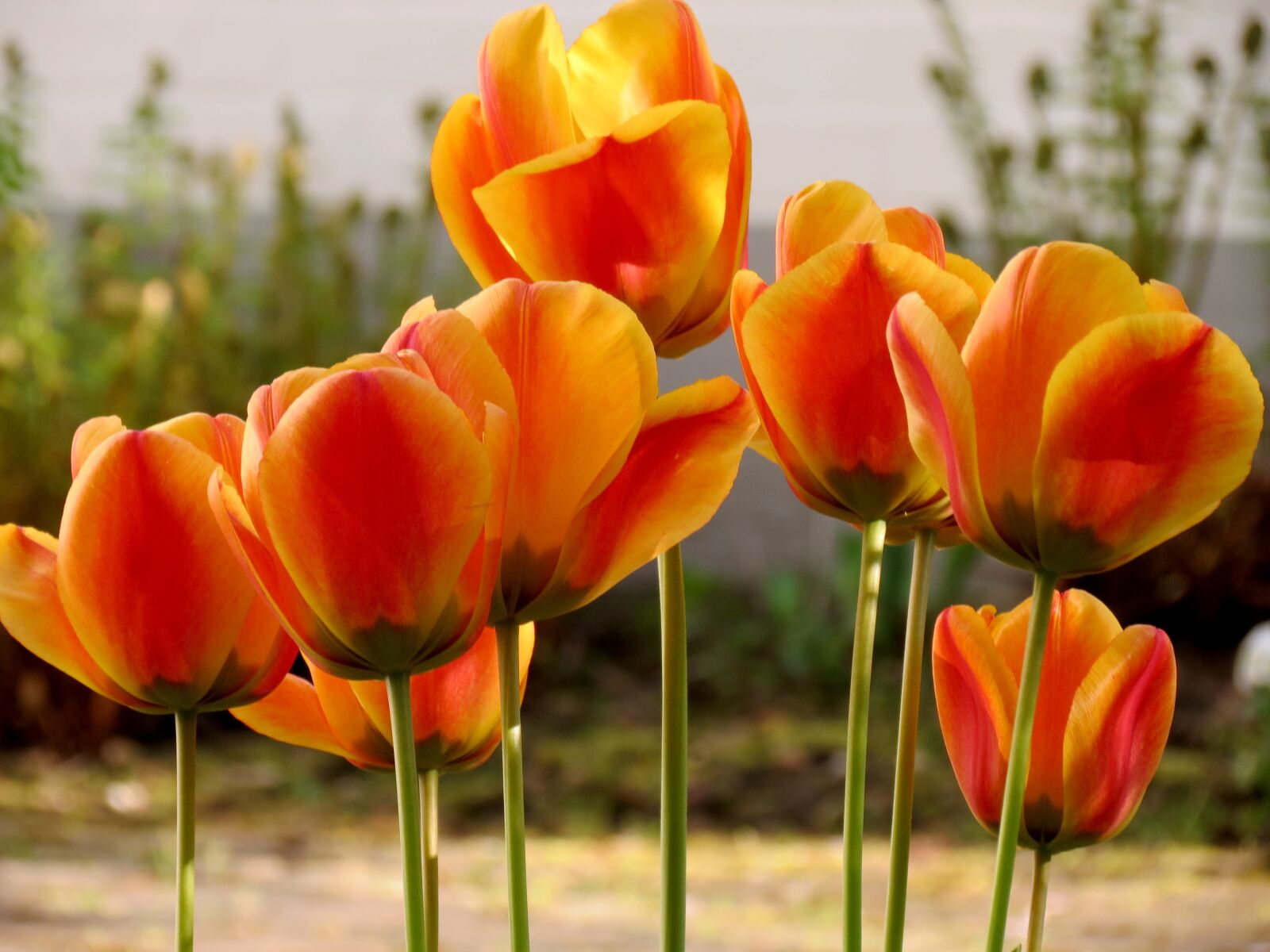 Canon PowerShot SX40 HS sample photo. Tulips, tulpenbluete, spring photography