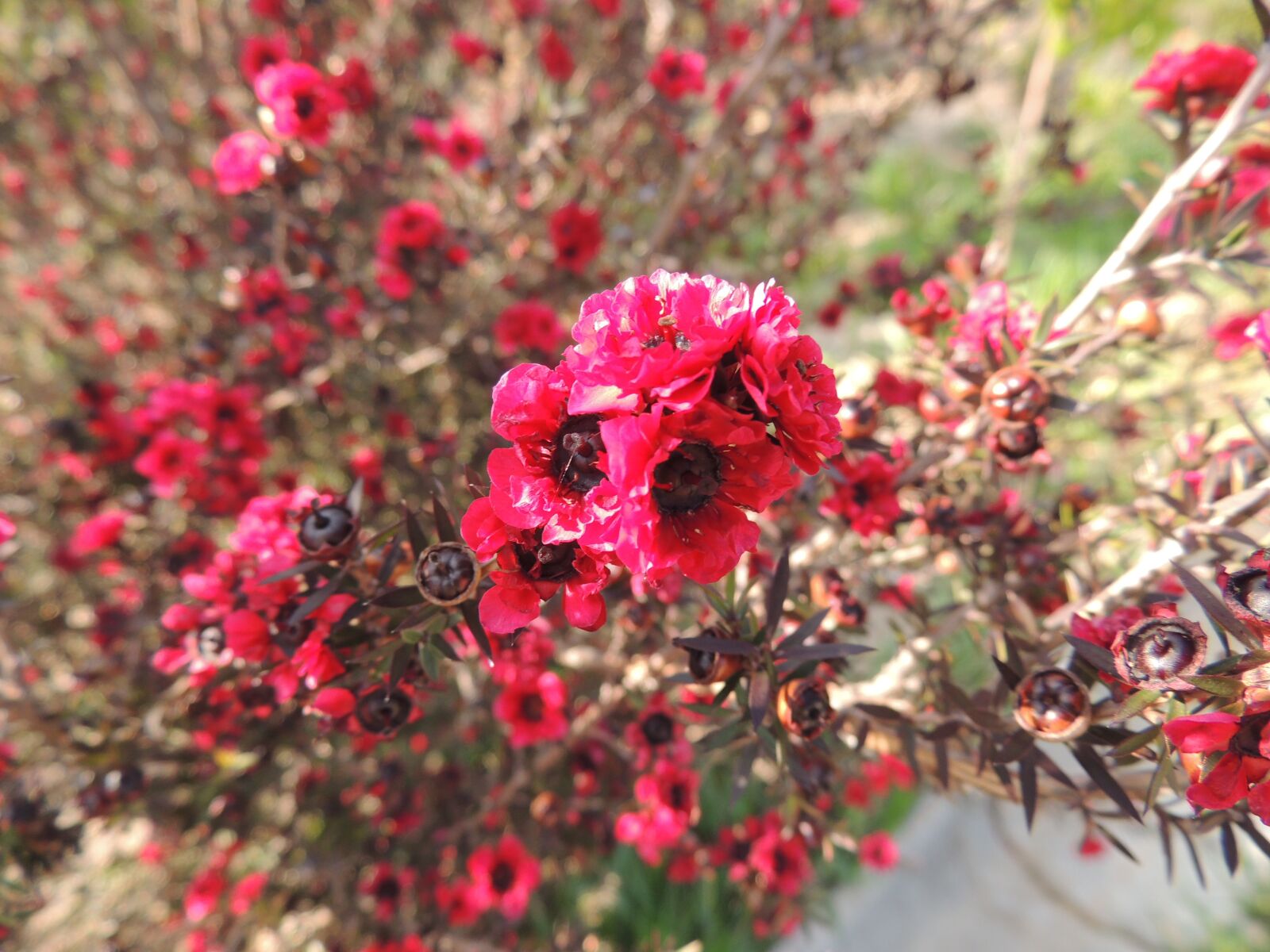 Nikon Coolpix P510 sample photo. Flower, red, yard photography