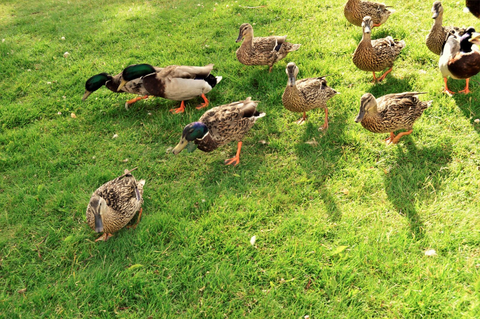 Nikon D3200 sample photo. Duck, ducks, family, grass photography