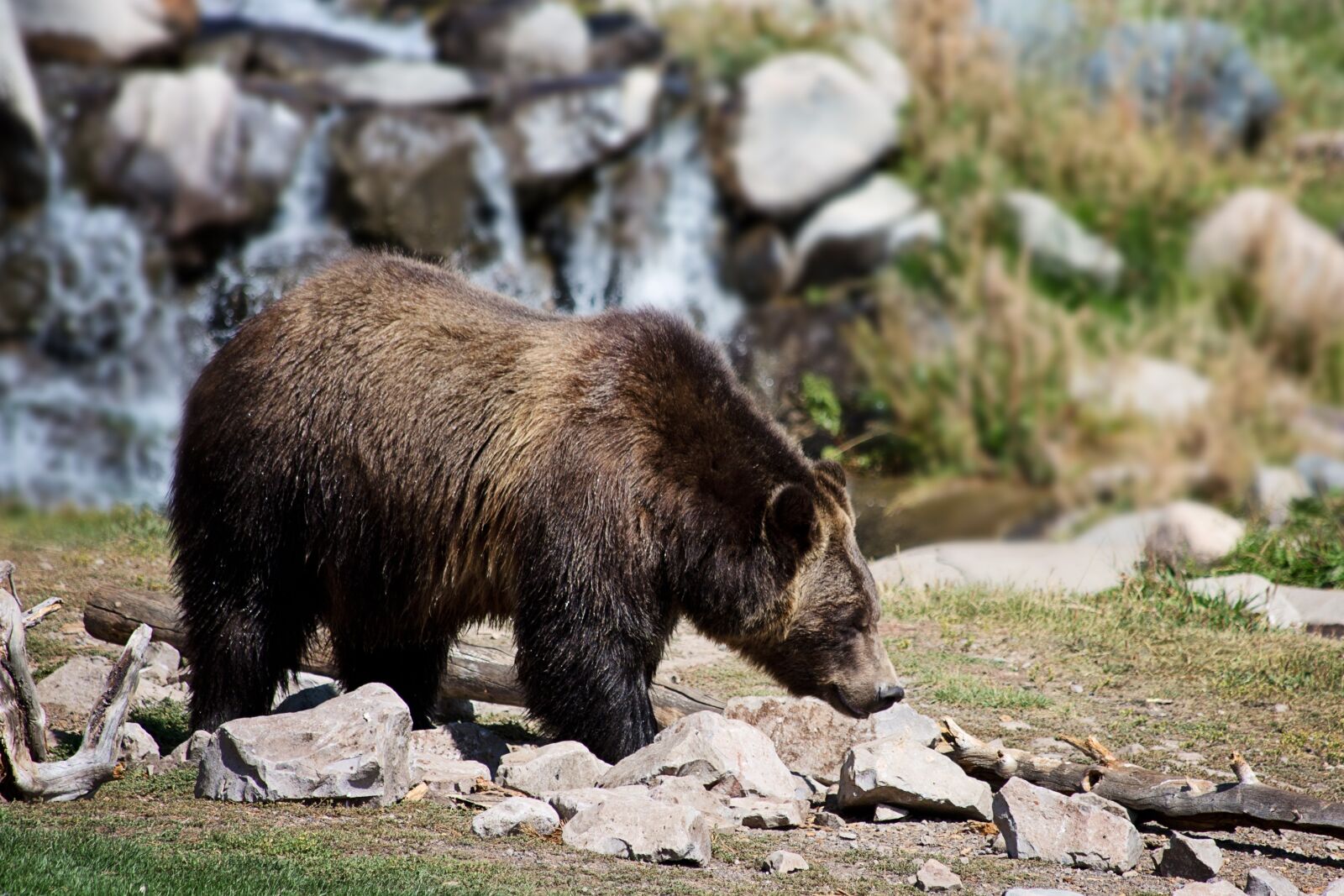 Canon EF 70-300mm F4-5.6 IS USM sample photo. Grizzly bear, bear, grizzly photography
