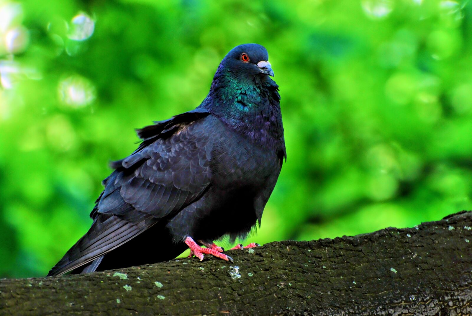 Nikon D80 sample photo. Bird, nature dove, nature photography
