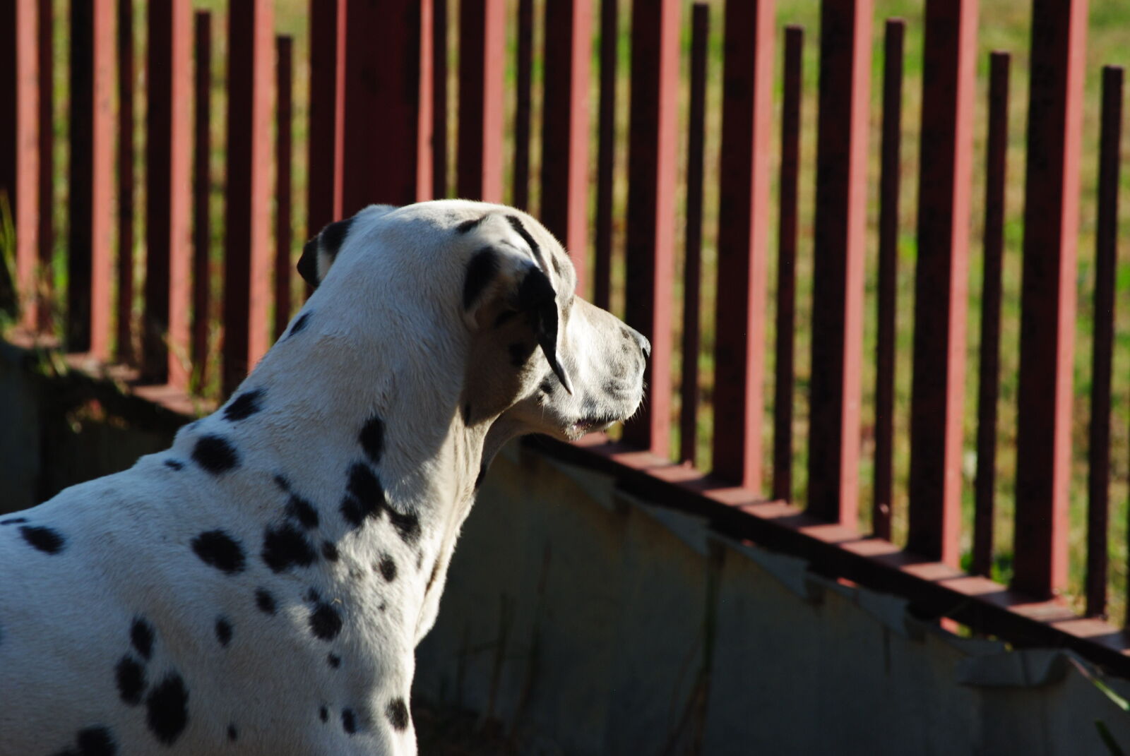 Nikon D3000 sample photo