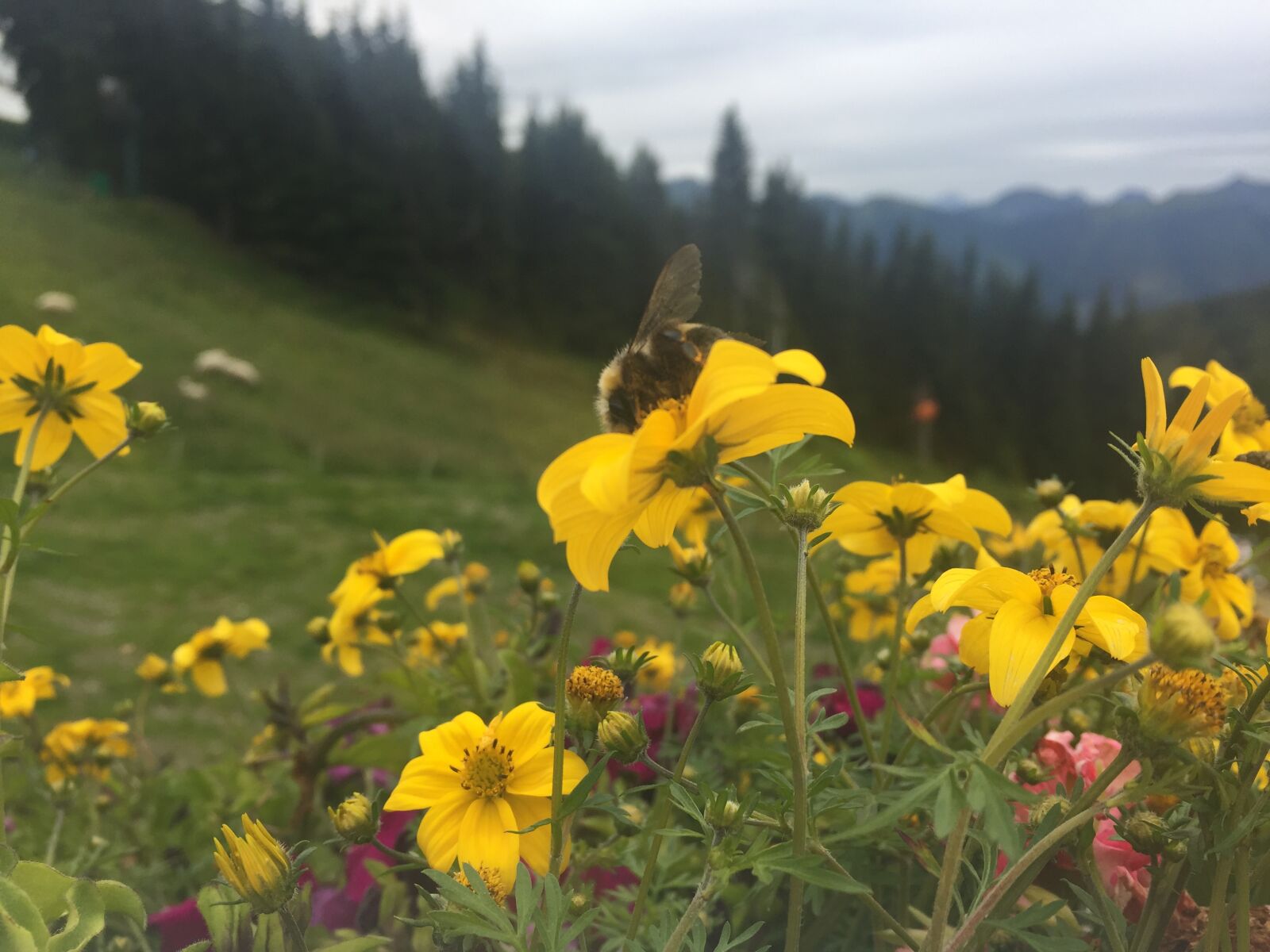 Apple iPhone 6 sample photo. Bumblebee, flower, bed, mountain photography