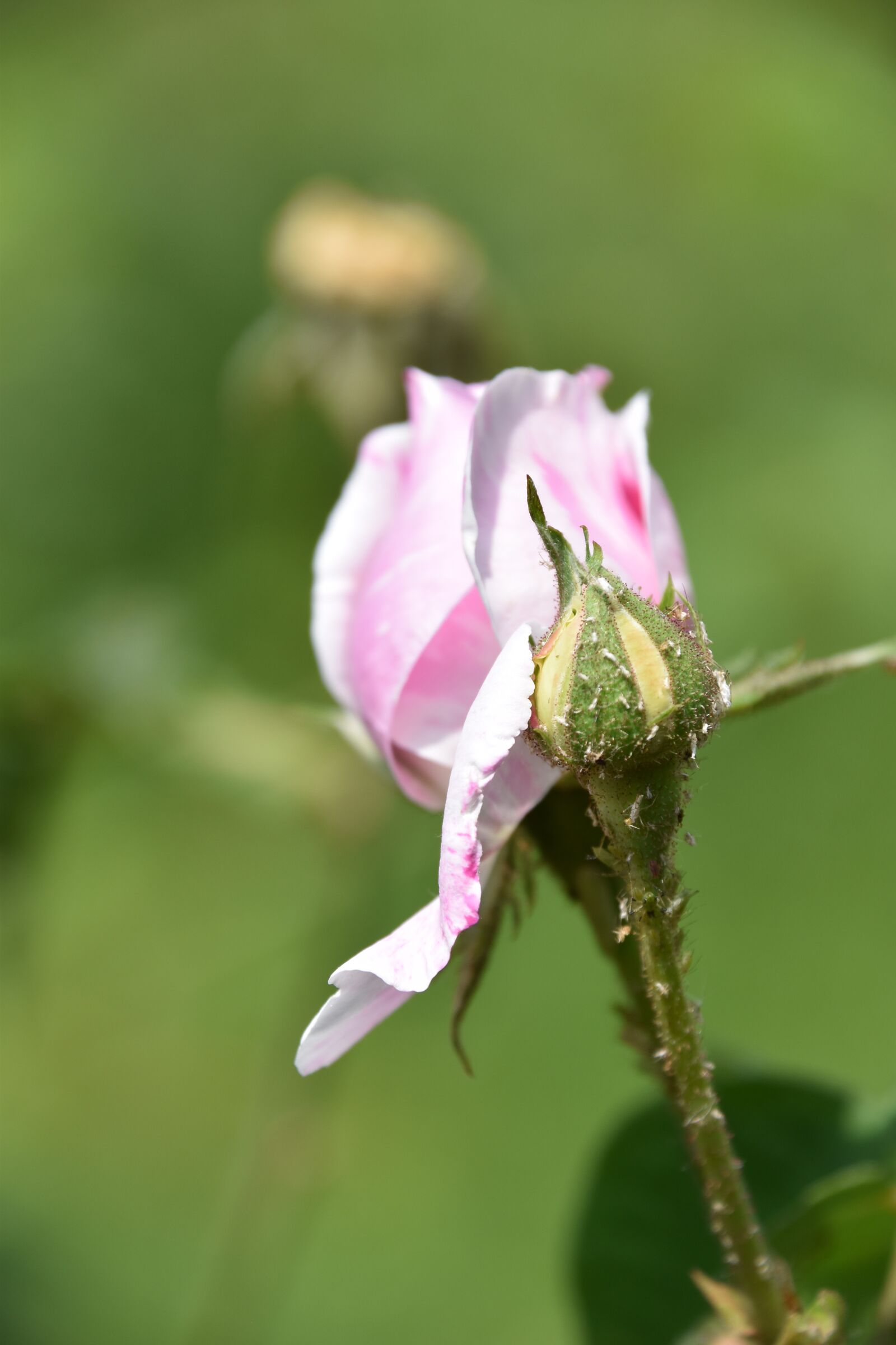 Nikon D5600 sample photo. Pink, flower, plant photography