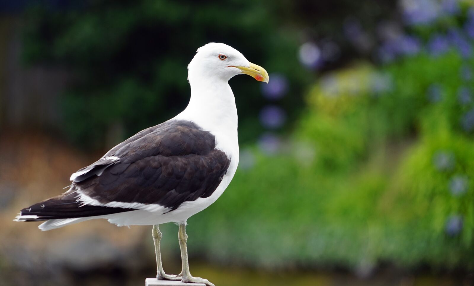 Sony FE 24-240mm F3.5-6.3 OSS sample photo. Gull, watch, bill photography