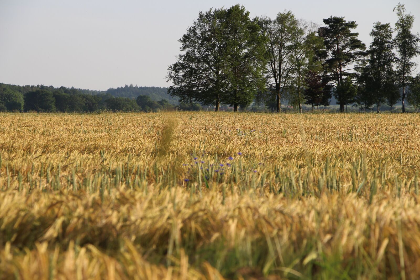 Canon EOS 700D (EOS Rebel T5i / EOS Kiss X7i) sample photo. Nature, cereals, trees photography