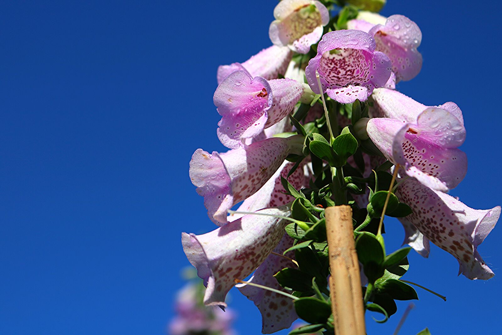 Canon EOS 750D (EOS Rebel T6i / EOS Kiss X8i) sample photo. Flower, natural, vietnam photography