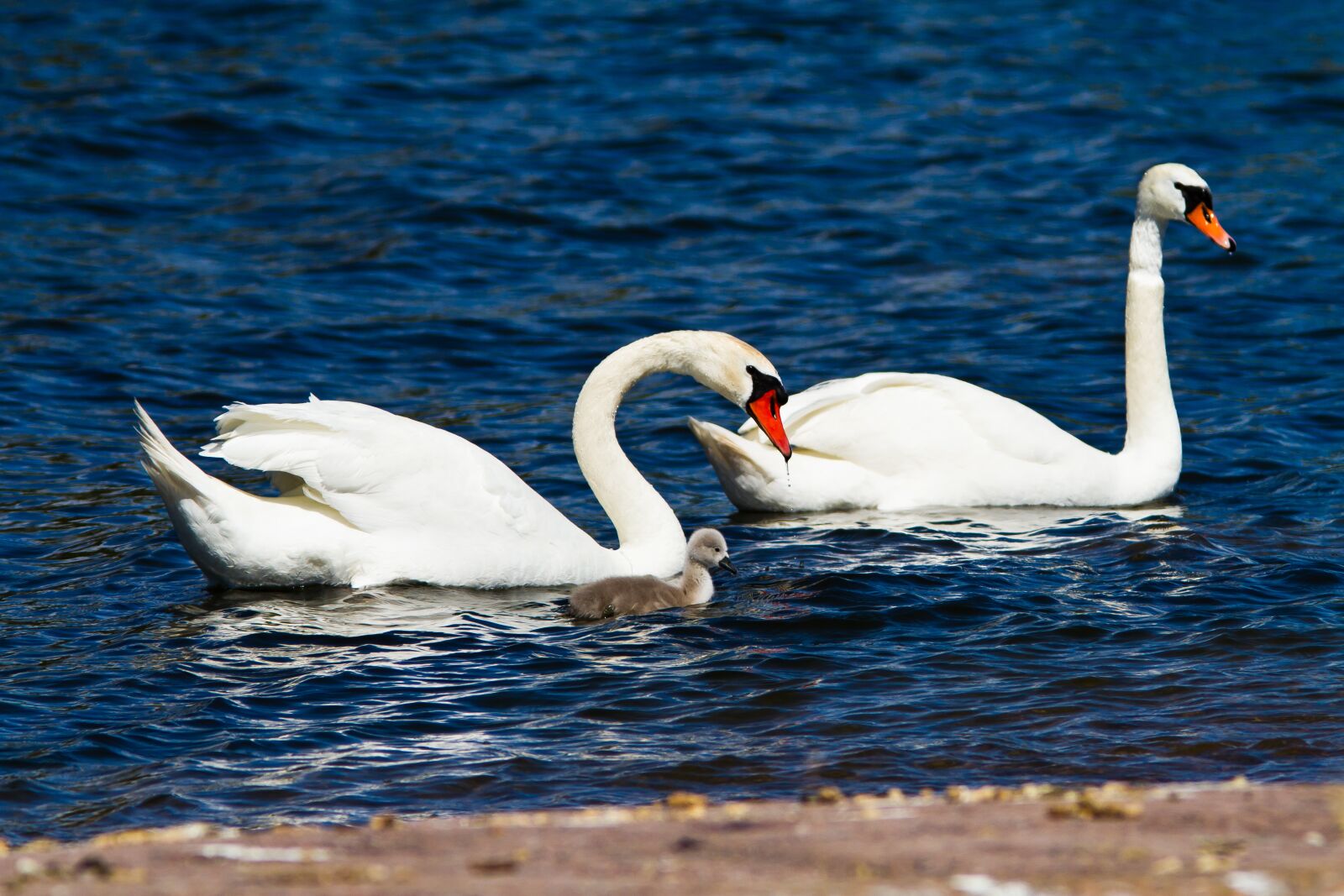 Canon EOS 7D sample photo. Swans, mute swan, family photography