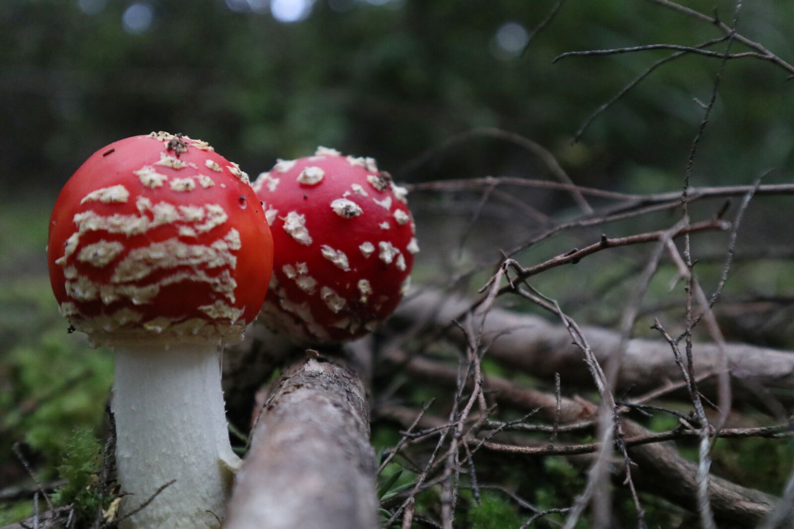 Canon EOS M100 sample photo. Nature, mushroom, fungus photography
