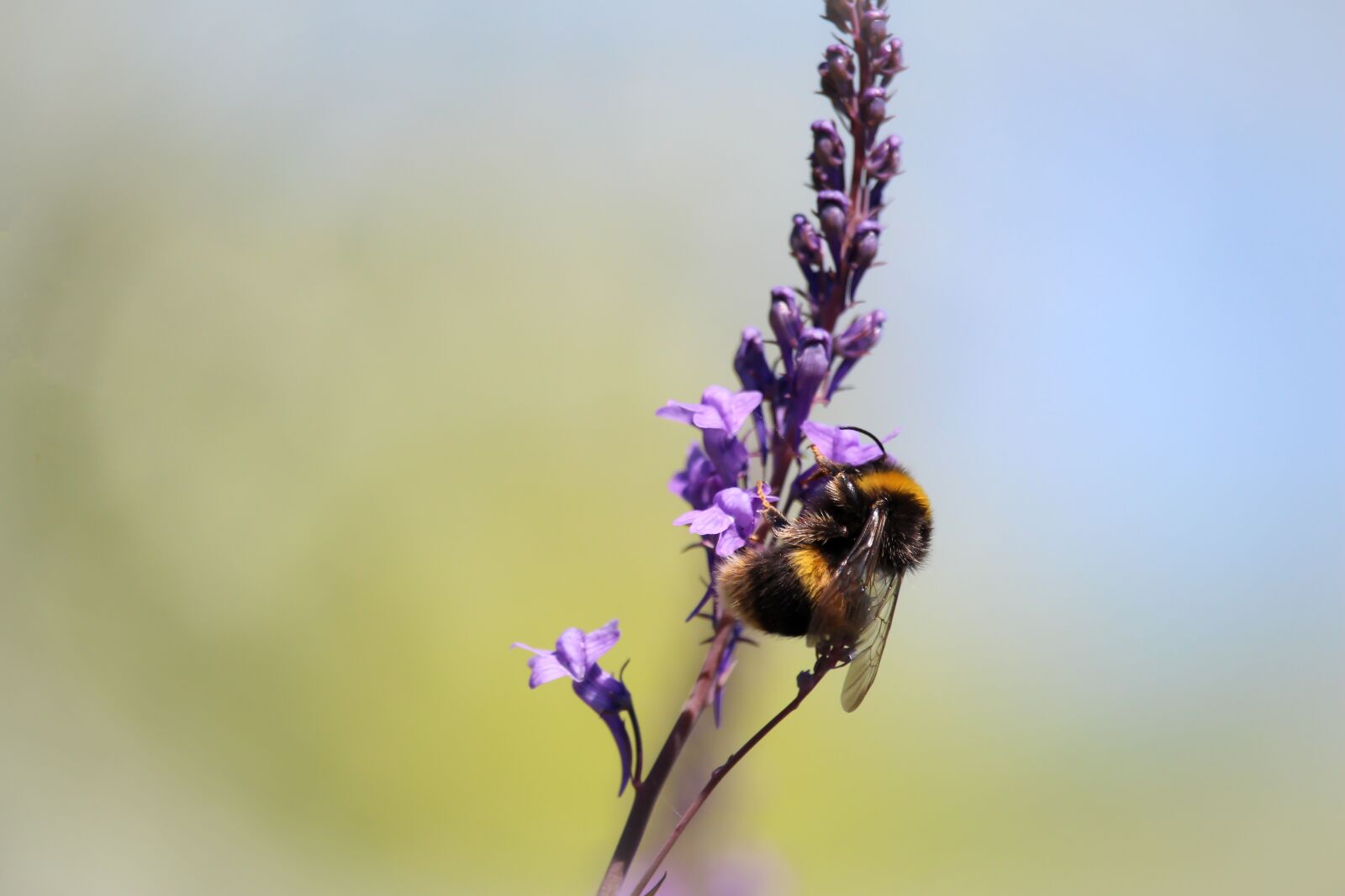 Canon EF-S 55-250mm F4-5.6 IS STM sample photo. Bee, flower, purple photography