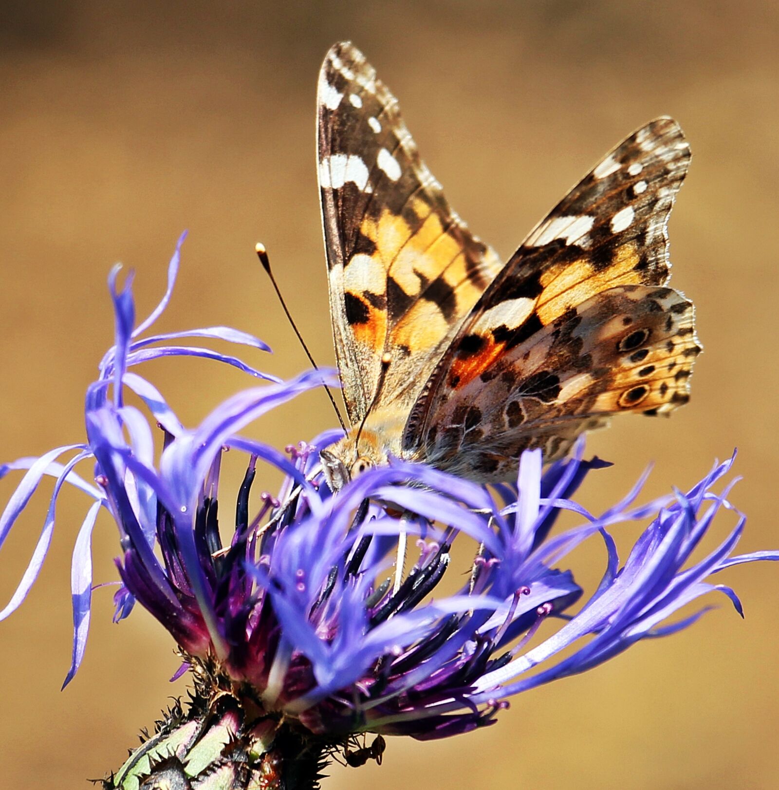 Canon EOS 550D (EOS Rebel T2i / EOS Kiss X4) sample photo. Butterfly, cornflower, ants photography