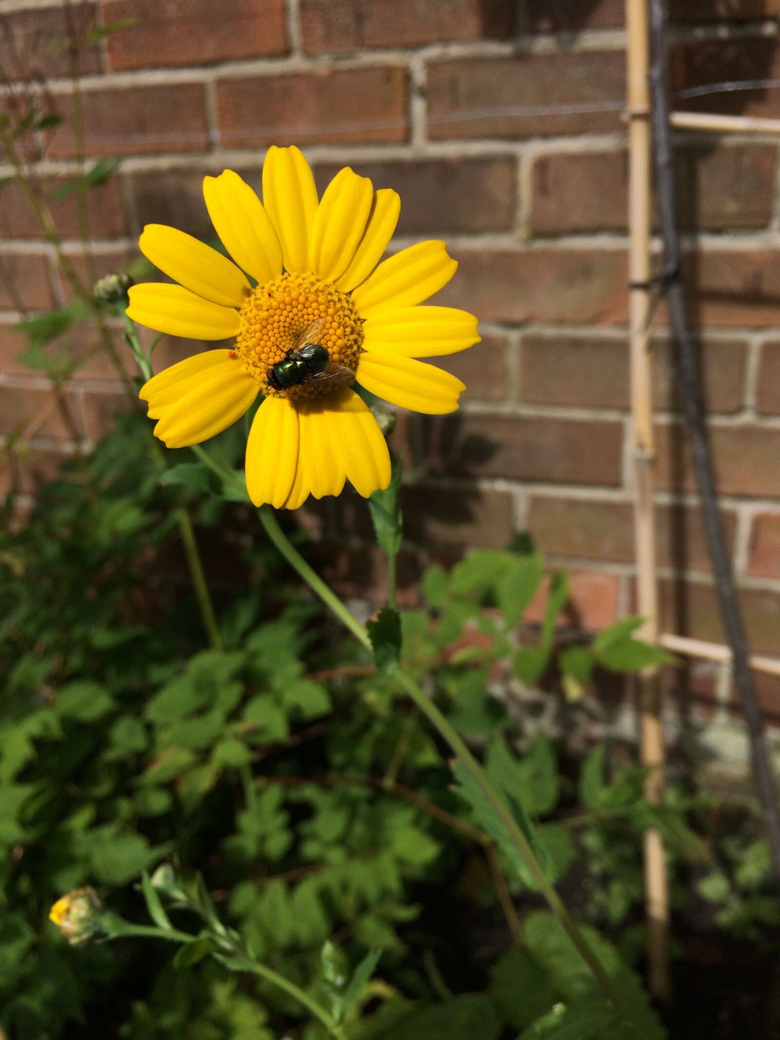 iPhone 5s back camera 4.15mm f/2.2 sample photo. Corn marigold, flower, yellow photography