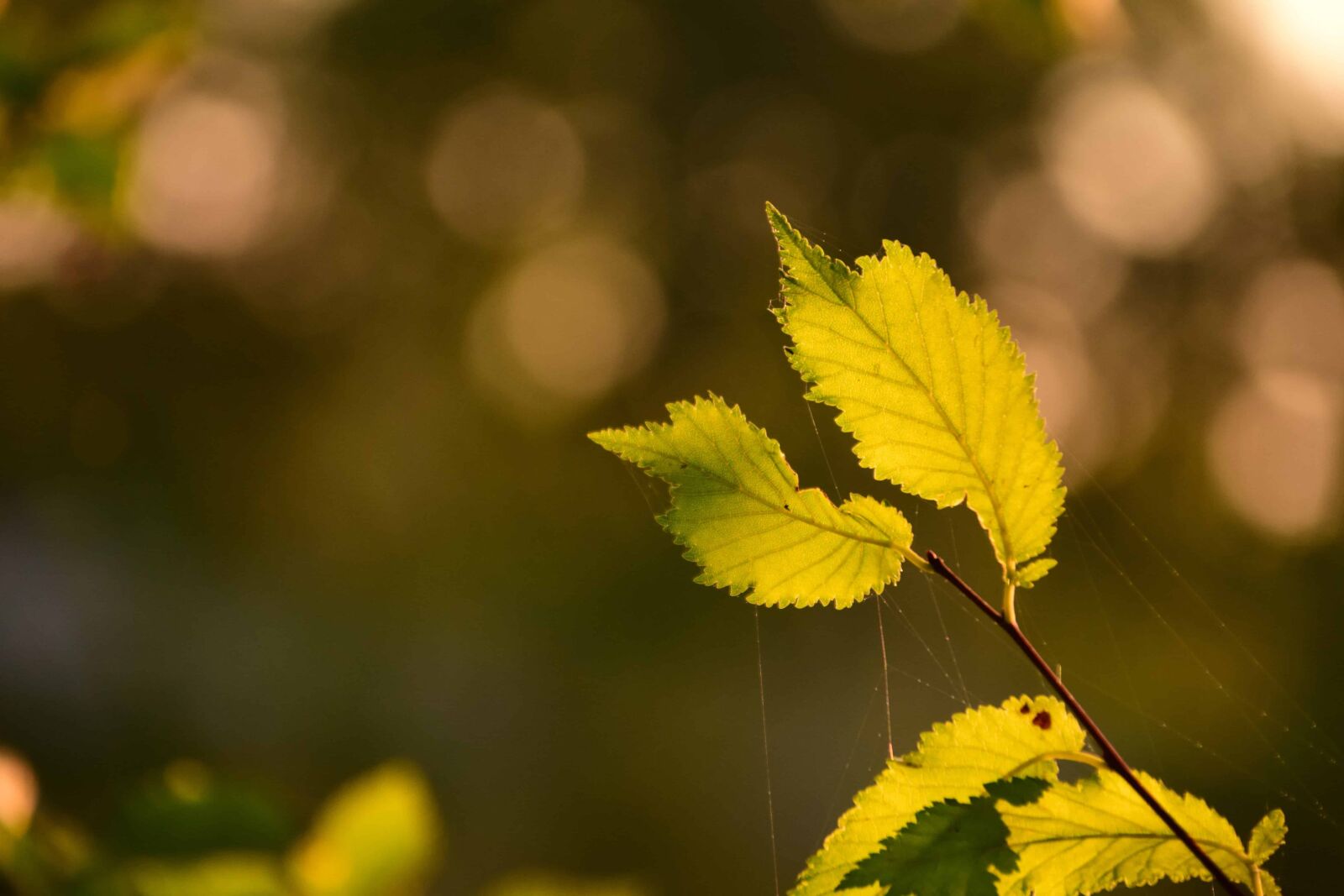 Nikon D3300 sample photo. Leaf, flora, nature, plant photography