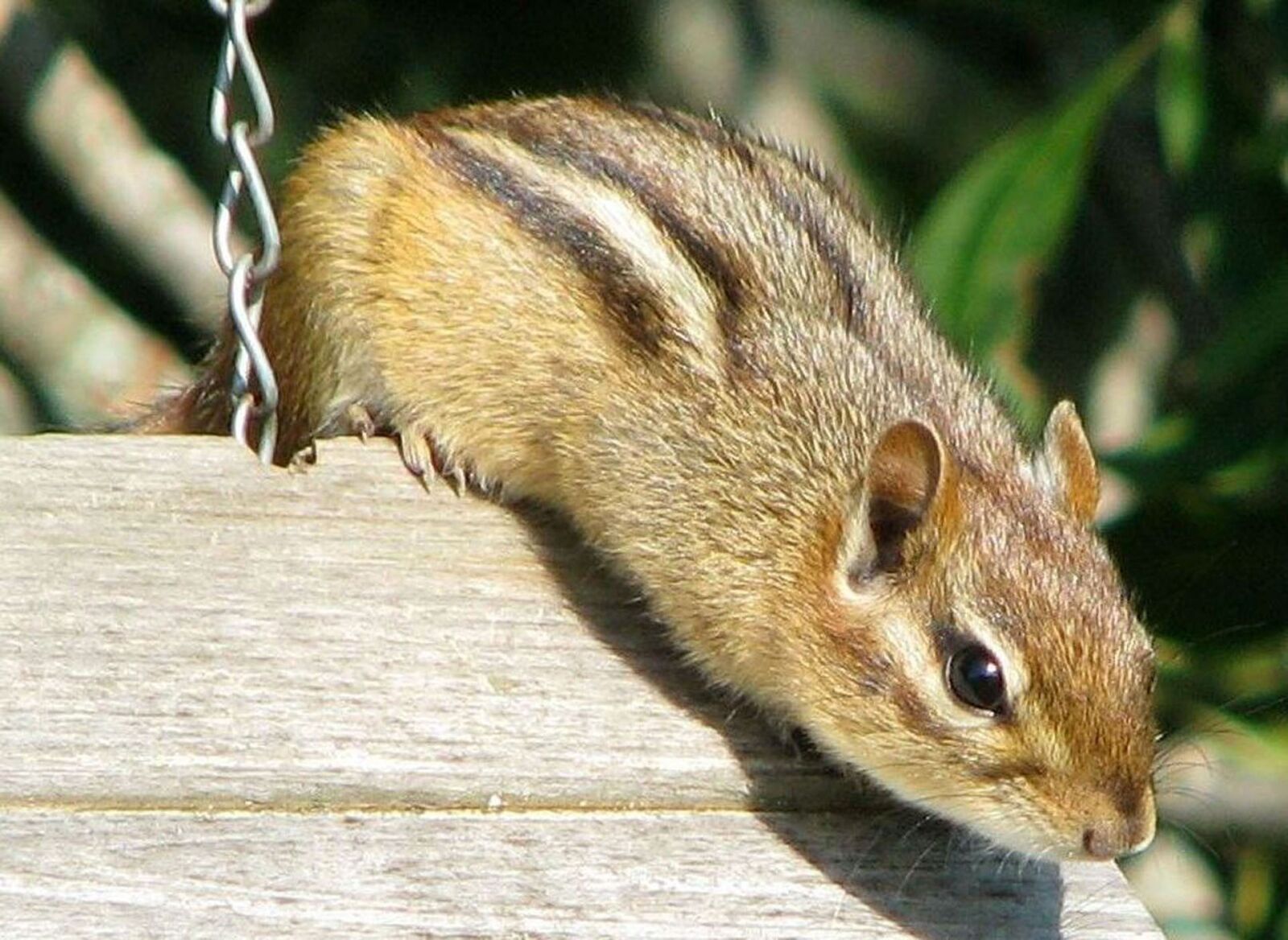 Canon POWERSHOT S5 IS sample photo. Eastern chipmunk, tamias striatus photography