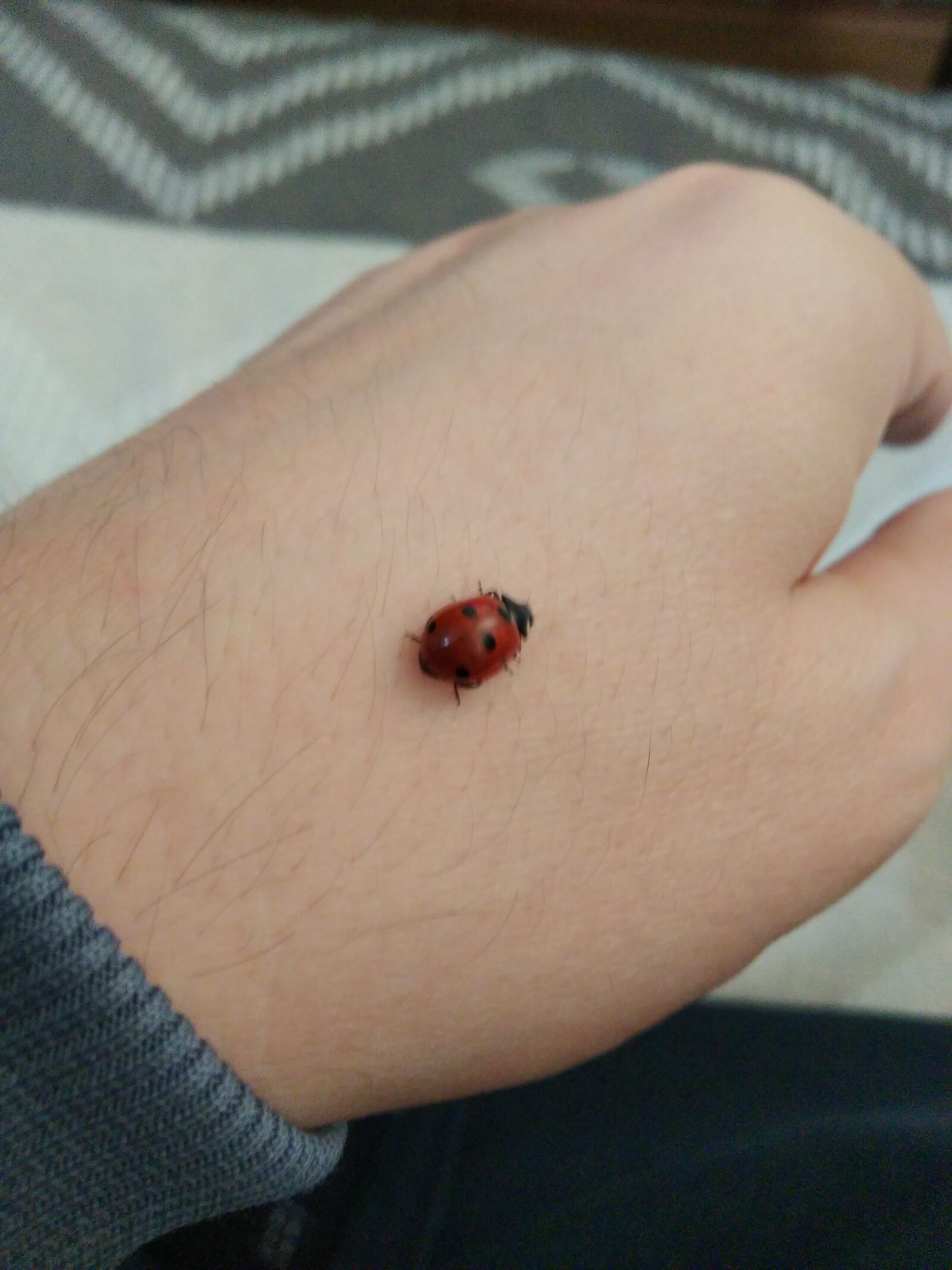 Xiaomi Redmi 7 sample photo. божья коровка, рука, пчелы photography