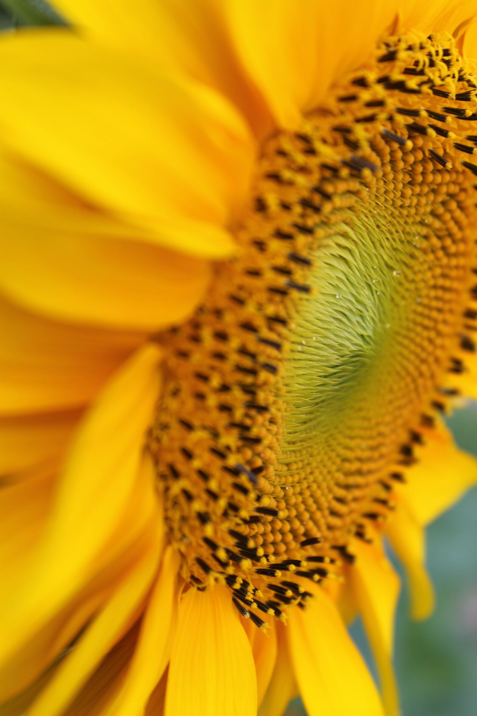 Canon EOS 1100D (EOS Rebel T3 / EOS Kiss X50) sample photo. Sunflower, flower, yellow photography