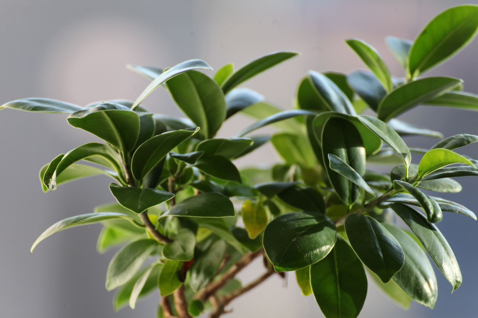 Canon EOS 5D Mark II sample photo. Ficus, leaves, plant photography