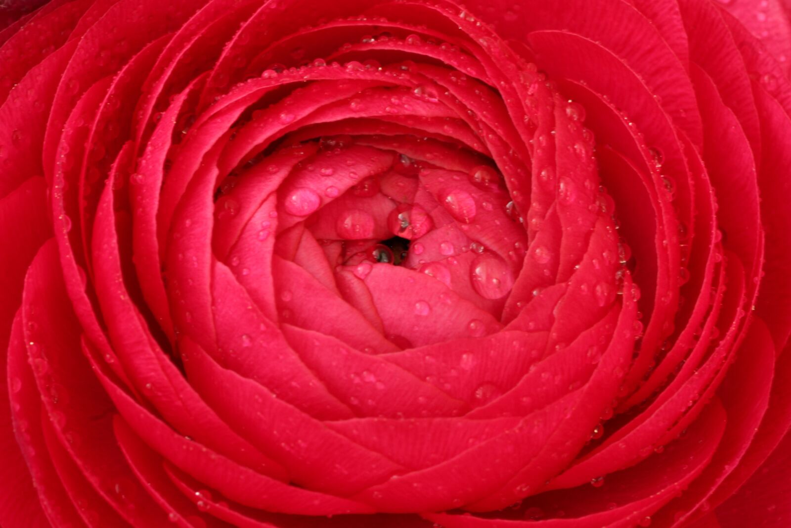 Tamron SP 90mm F2.8 Di VC USD 1:1 Macro sample photo. Ranunculus, flower, blossom photography