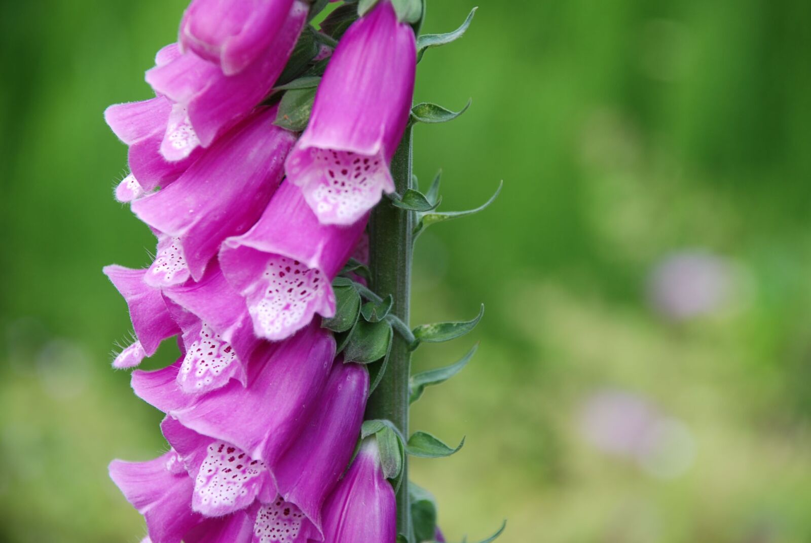 Nikon D80 sample photo. Flowers, nature, garden photography