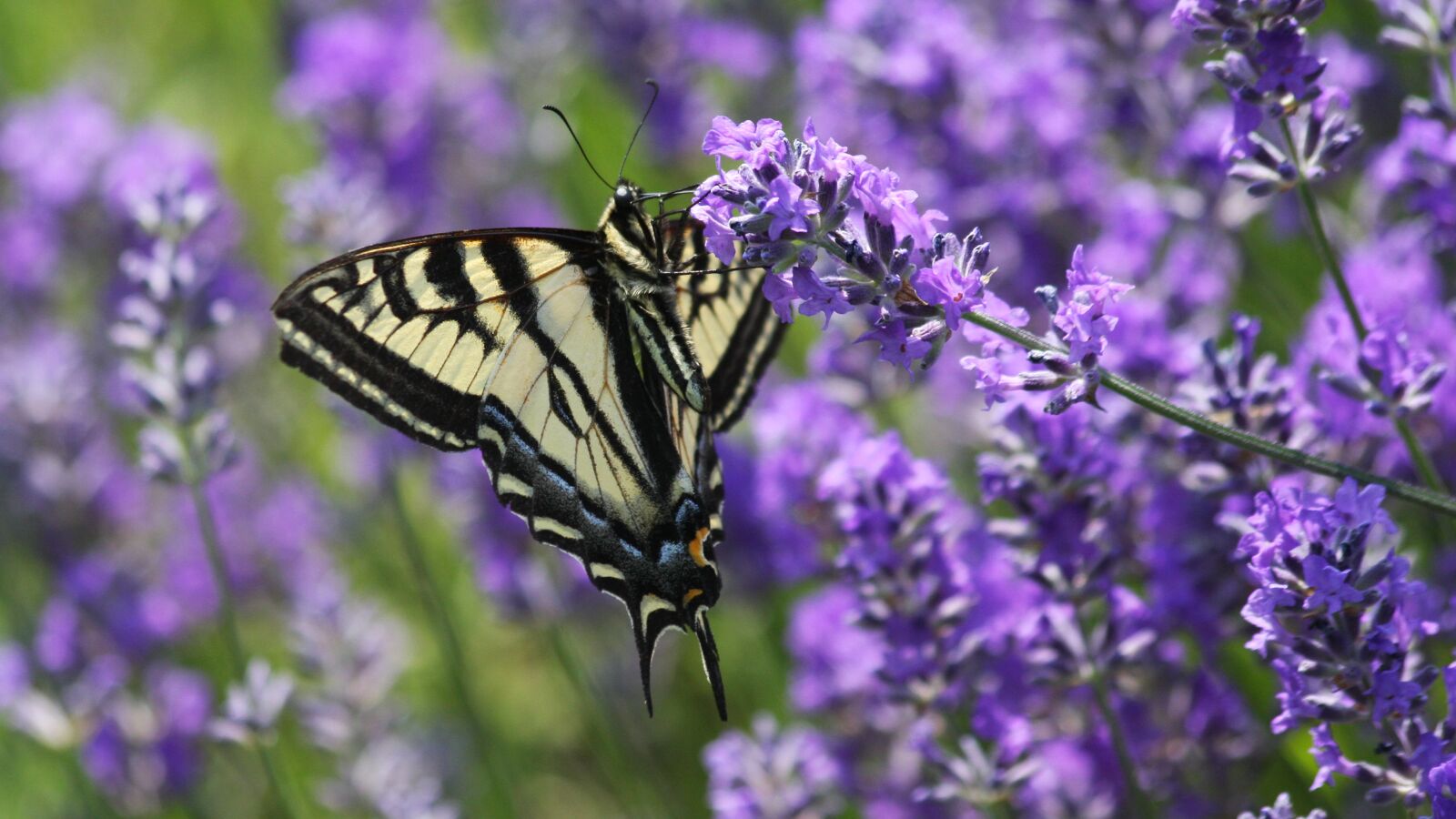 Canon EOS 40D sample photo. Swallowtail butterfly, insect, nature photography