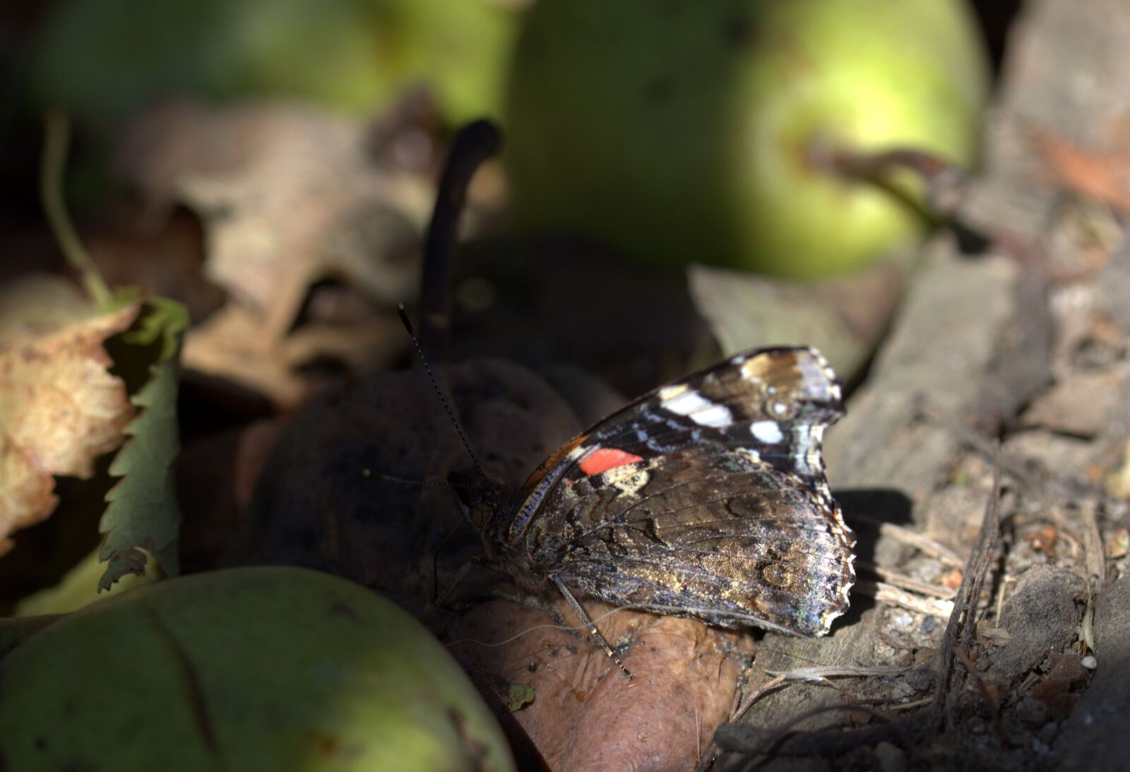 Canon EF-S 60mm F2.8 Macro USM sample photo. Butterfly, food, para photography