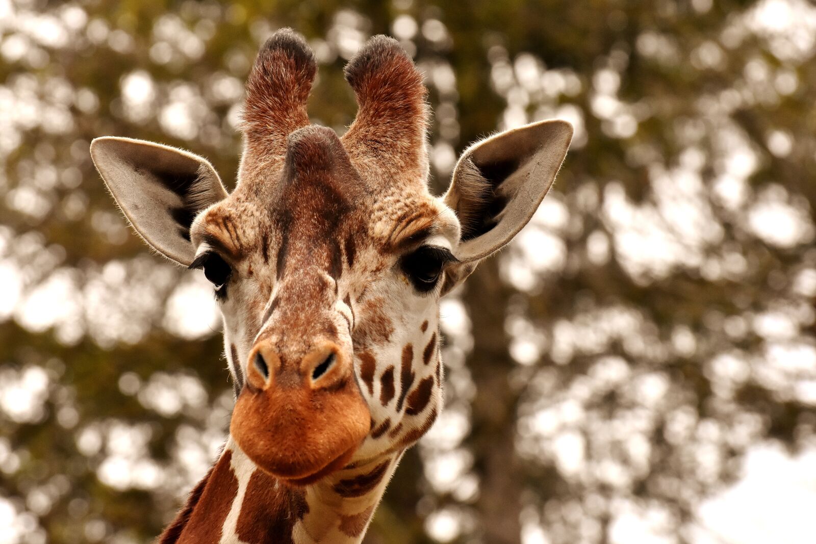 Nikon D7200 sample photo. Giraffe, zoo, animal photography