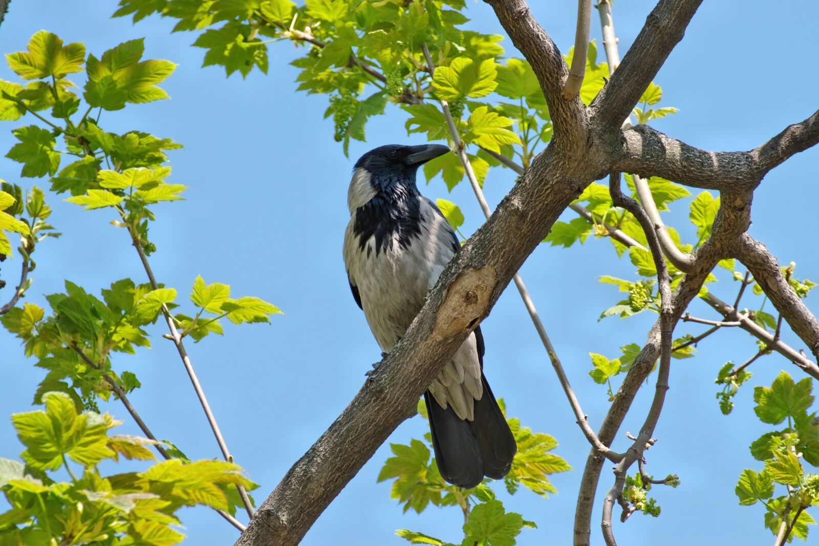 Nikon D5300 sample photo. Crow, bird, plumage photography