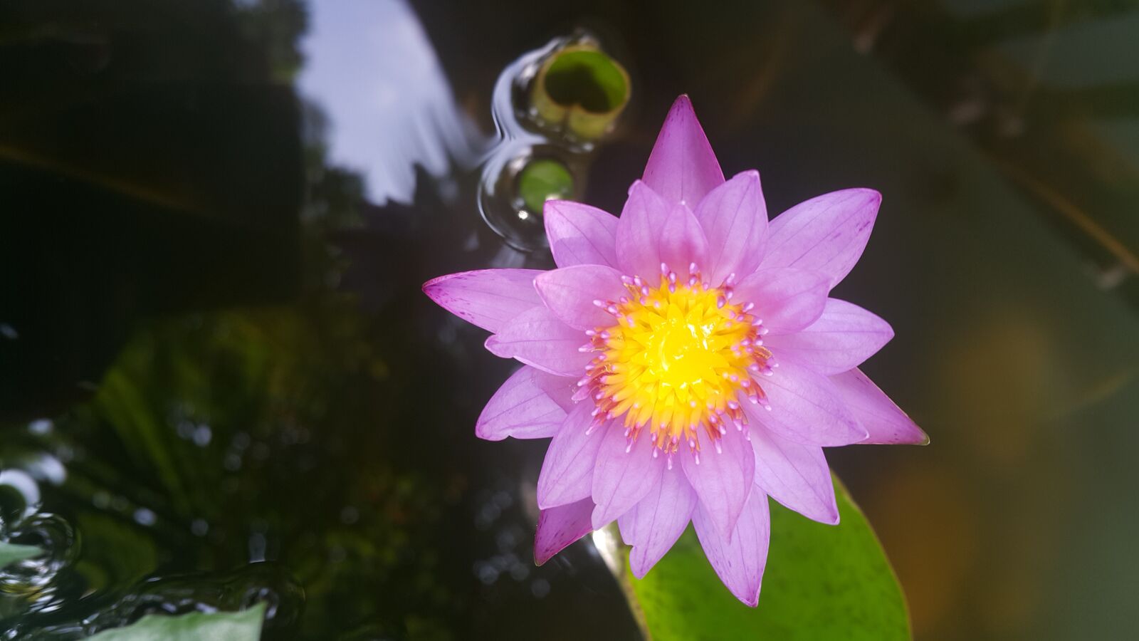 Samsung Galaxy Note4 sample photo. Purple water lily, flower photography