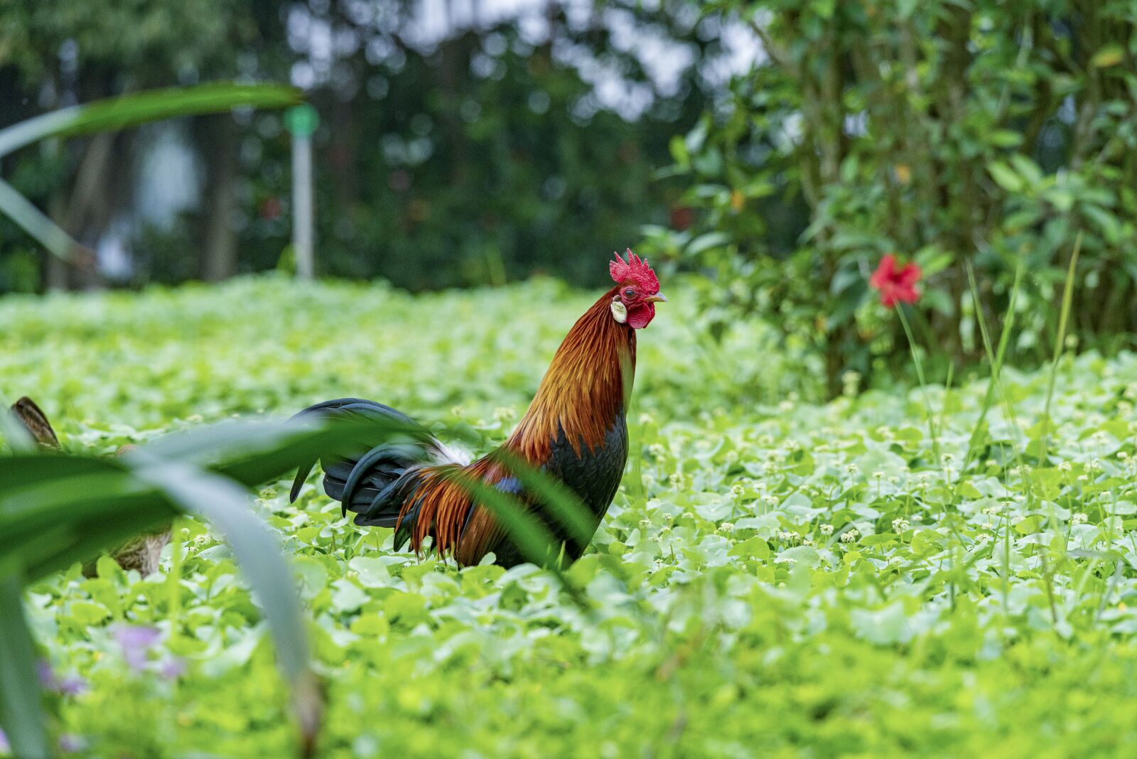 Nikon D810 sample photo. Chicken, rico, delicious photography