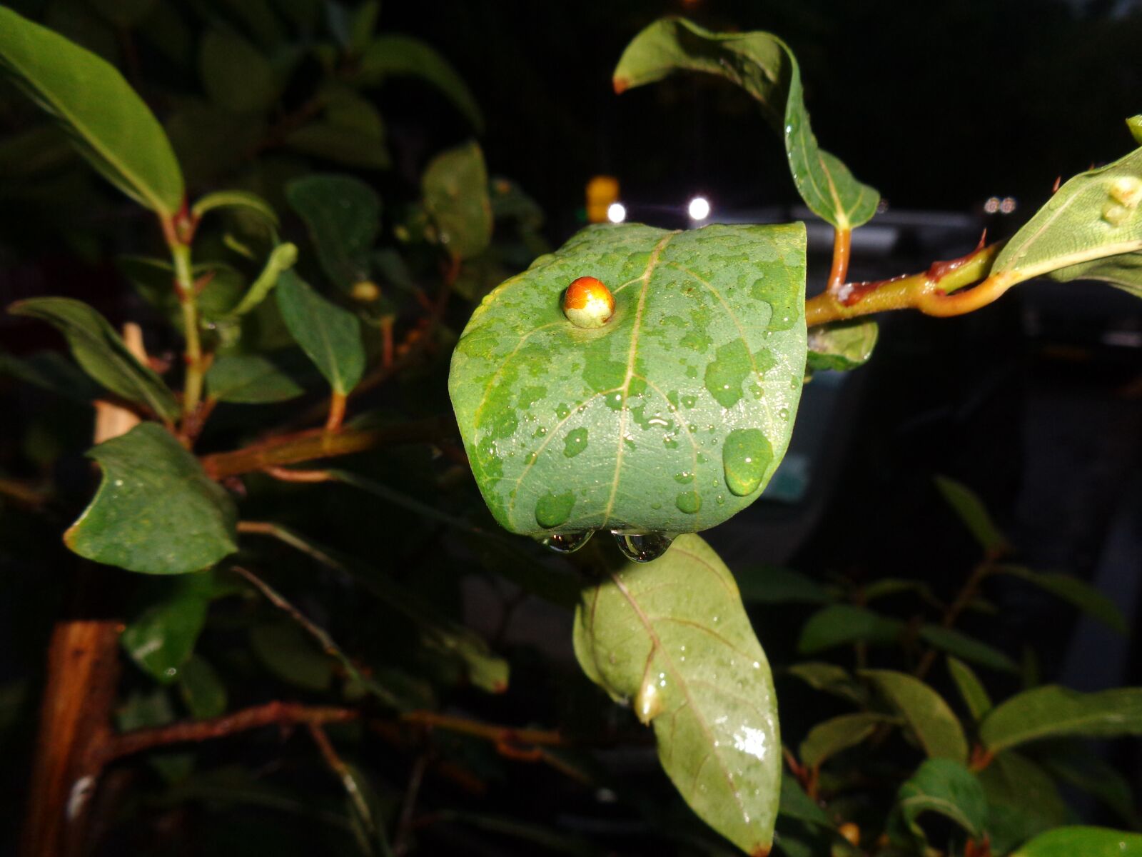 Sony Cyber-shot DSC-W830 sample photo. Leaves, water drops, rain photography
