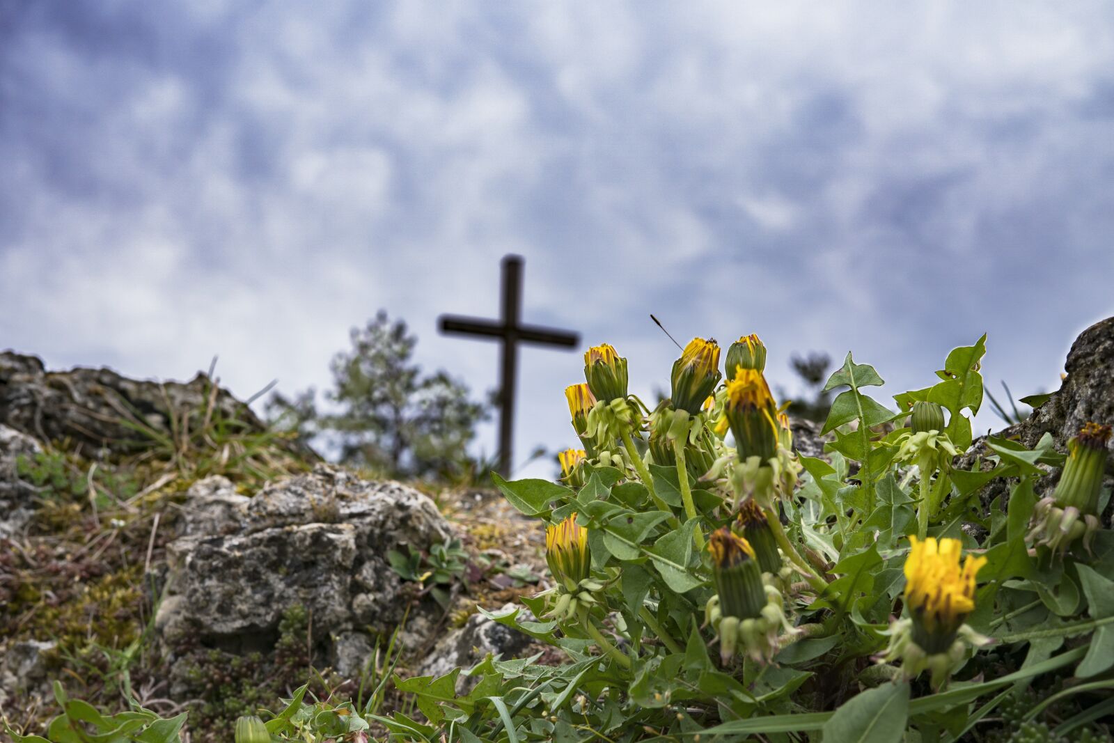 Sony a6300 + Sigma 30mm F2.8 EX DN sample photo. Hiking, dandelion, rock photography