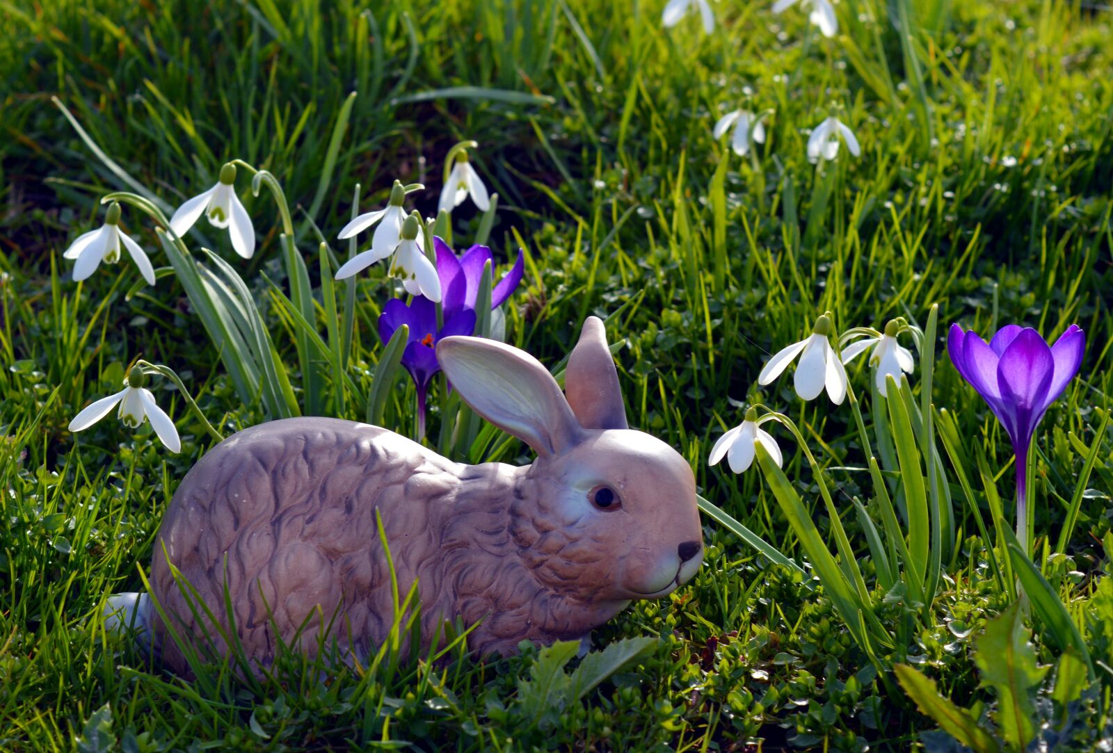 Nikon D3200 sample photo. Hare, easter bunny, easter photography