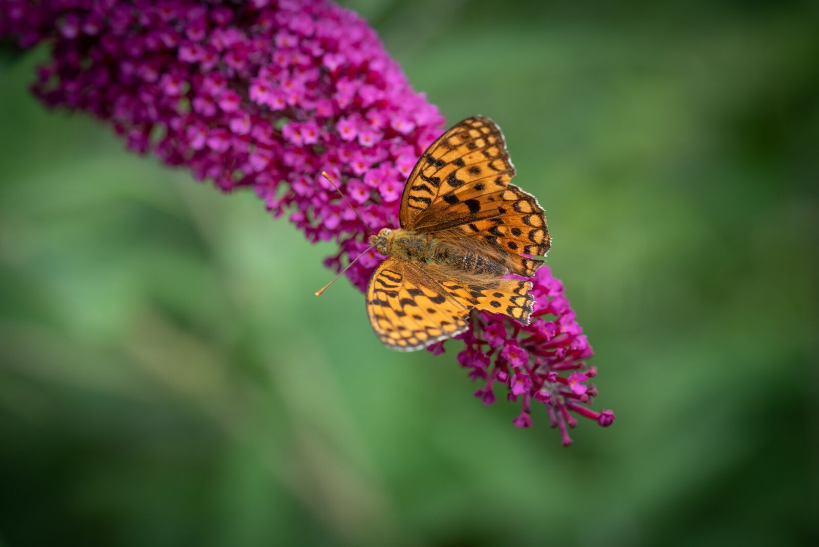 Nikon D750 sample photo. Butterfly, butterflies, insect photography