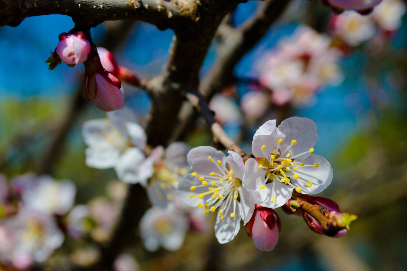 Nikon D3200 sample photo. Flower, tree, spring photography