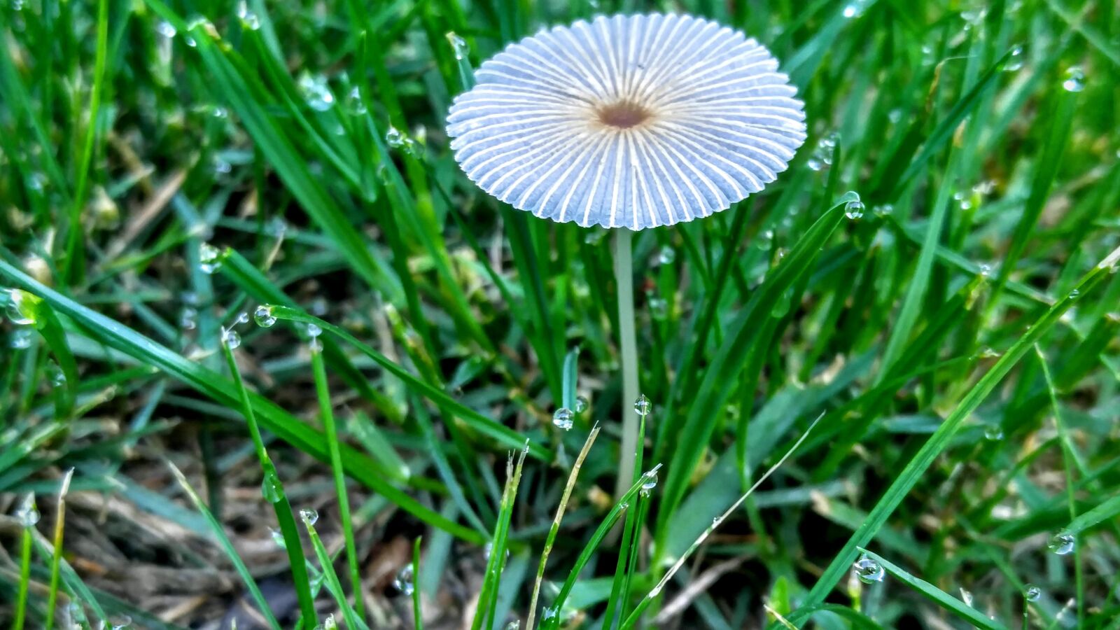 LG V10 sample photo. Mushroom, grass, nature photography