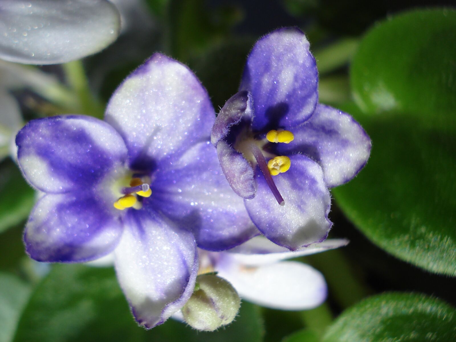 Sony DSC-W55 sample photo. Saintpaulia, flower, violet photography