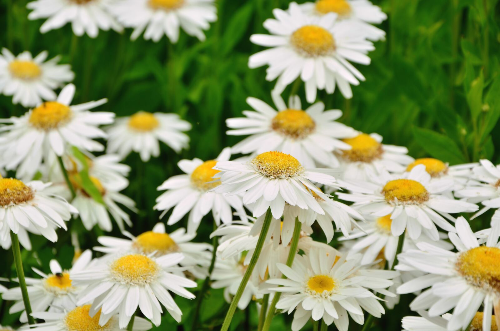 Nikon D5100 sample photo. Daisies, flower, nature photography