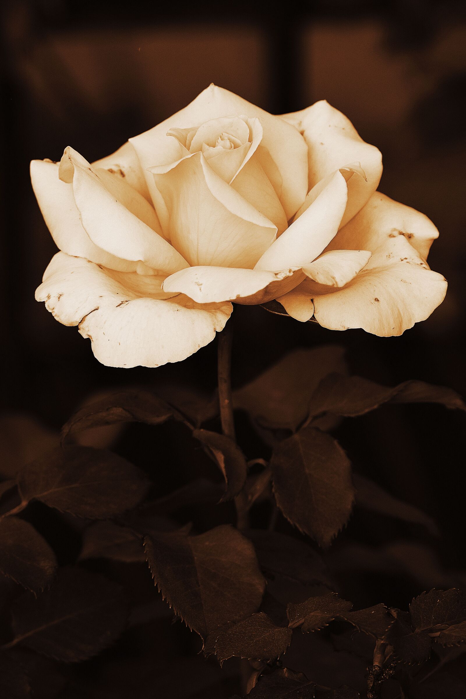 Nikon D3300 sample photo. Flower, rose, white photography