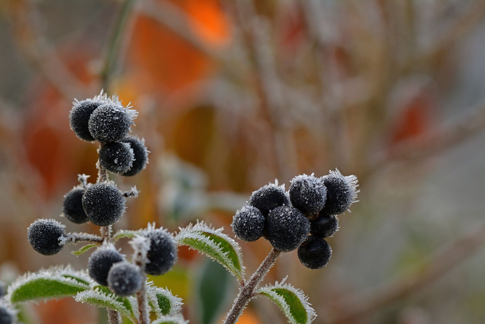 Nikon D5200 sample photo. Nature, garden, hoarfrost photography