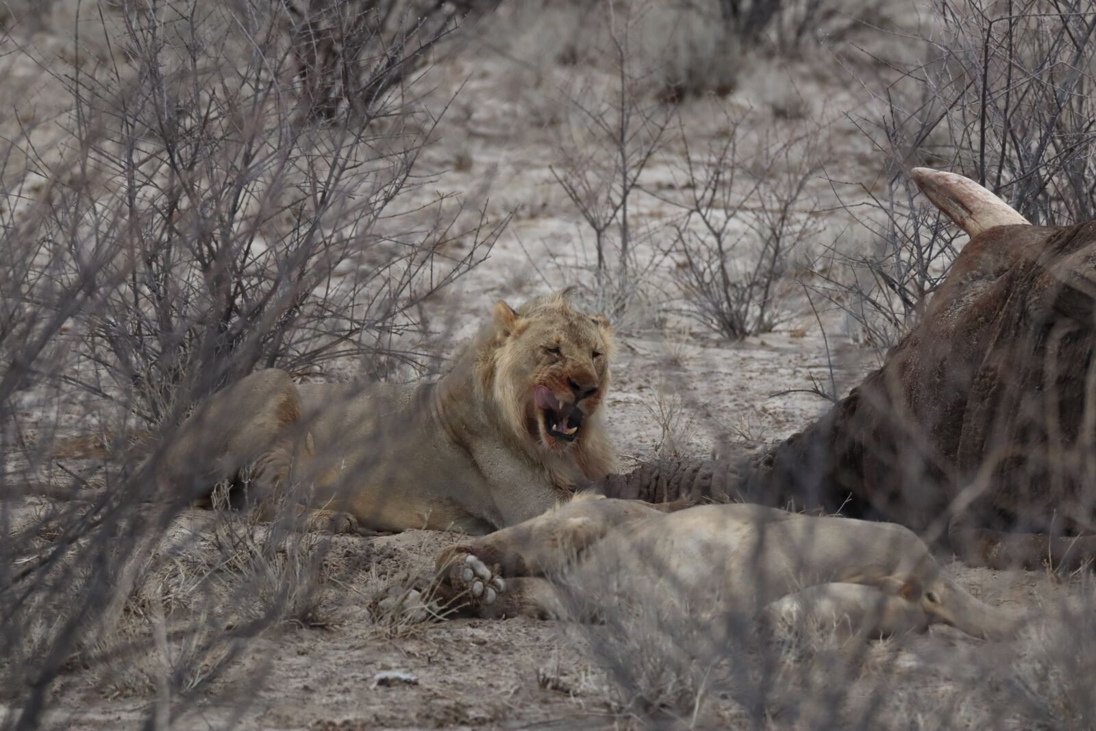 Canon EF 100-400mm F4.5-5.6L IS USM sample photo. Lion, prey, predator photography