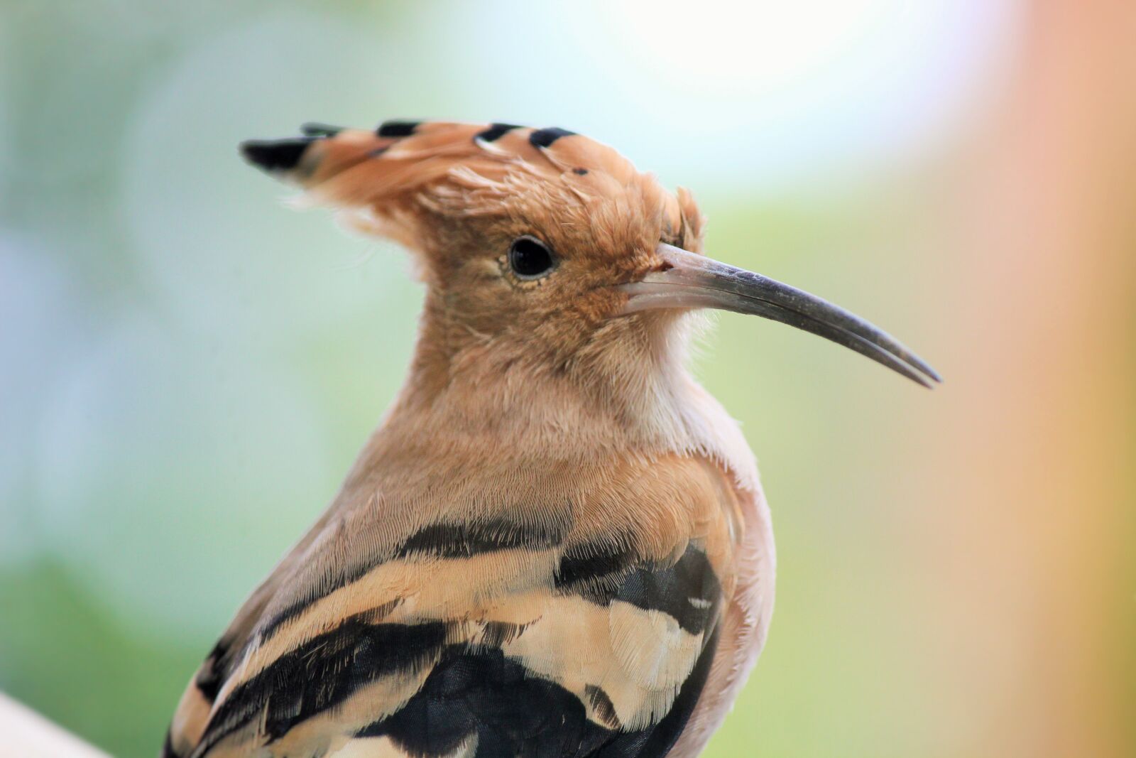 Canon EOS 550D (EOS Rebel T2i / EOS Kiss X4) sample photo. Bird, close up, widerhopf photography