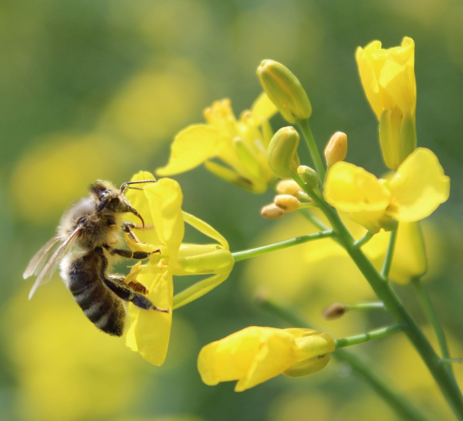 Canon EOS 1300D (EOS Rebel T6 / EOS Kiss X80) sample photo. Nature, bee, insect photography