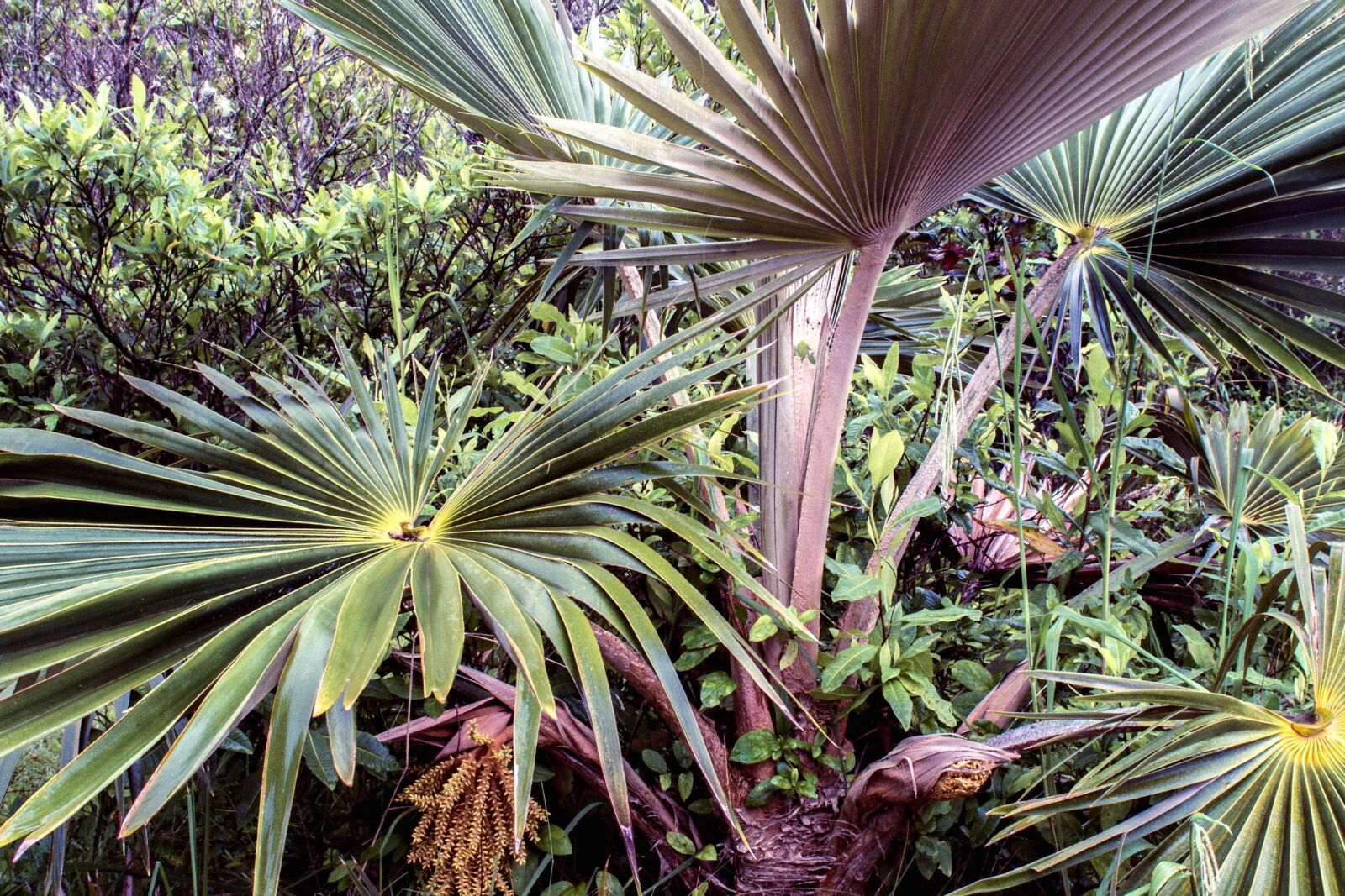 Nikon D5200 sample photo. Palm tree, bush, coconut photography