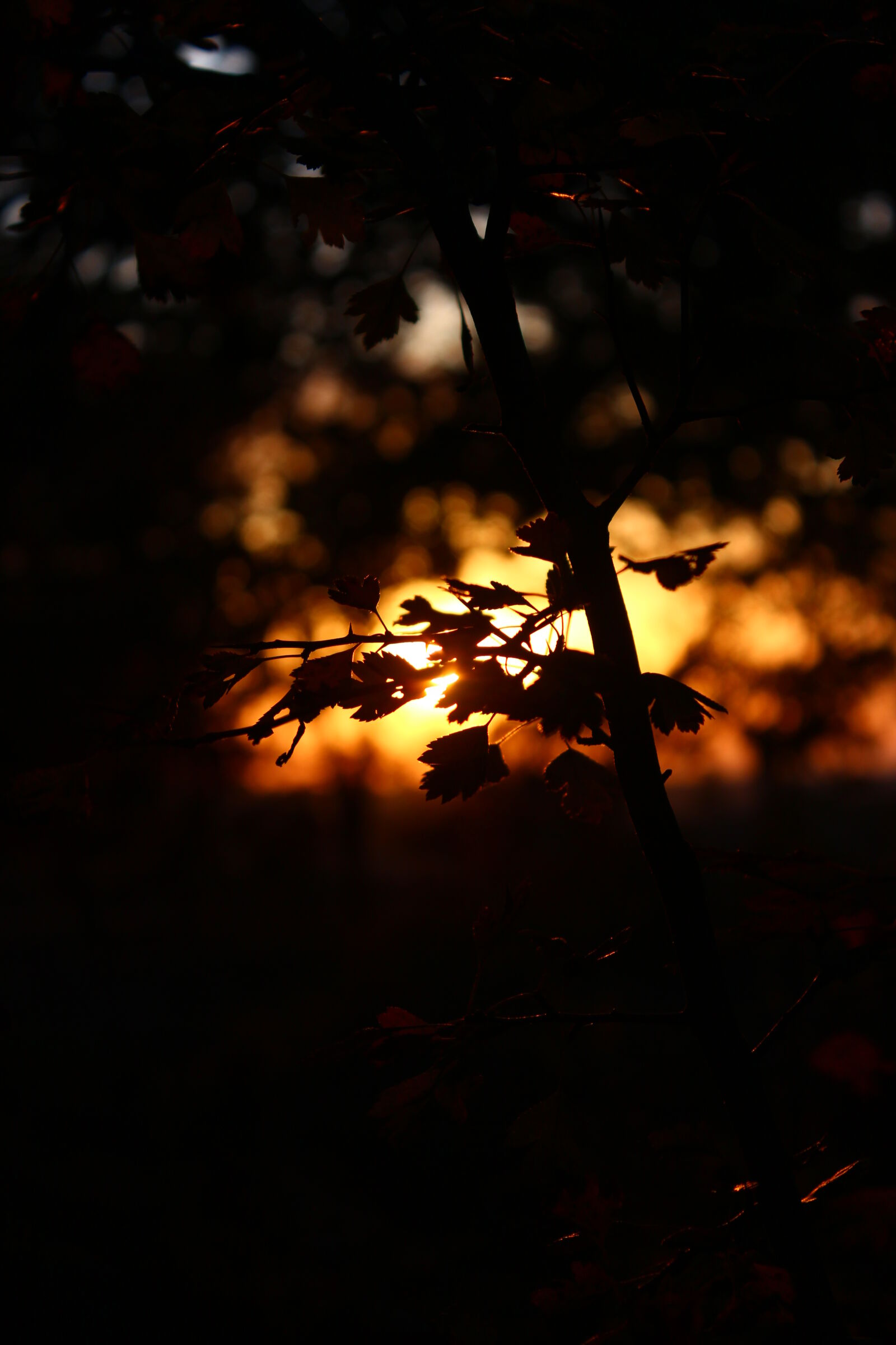 Canon EOS 650D (EOS Rebel T4i / EOS Kiss X6i) sample photo. Sunset photography