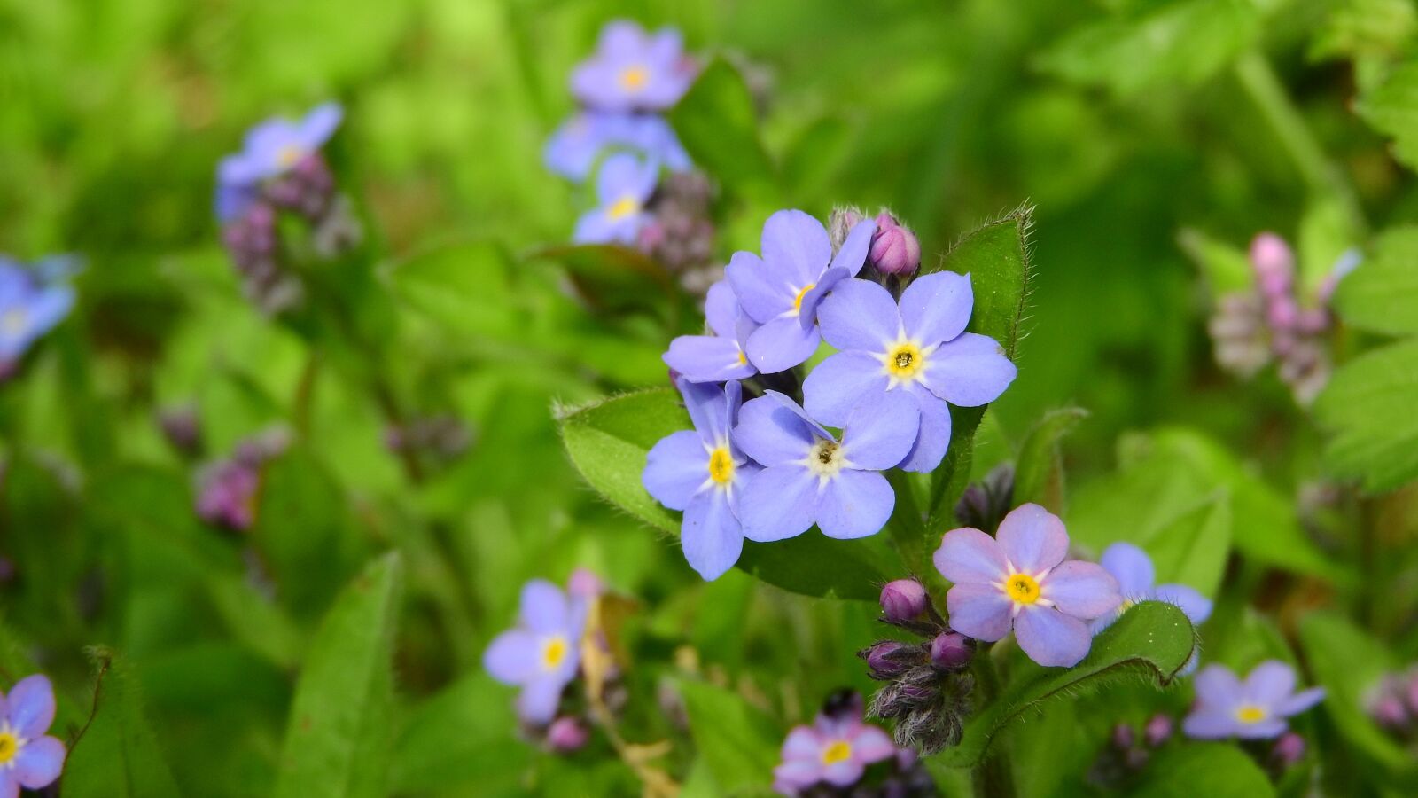 Nikon Coolpix P610 sample photo. Forget-me-not forest, myosotis sylvatica photography