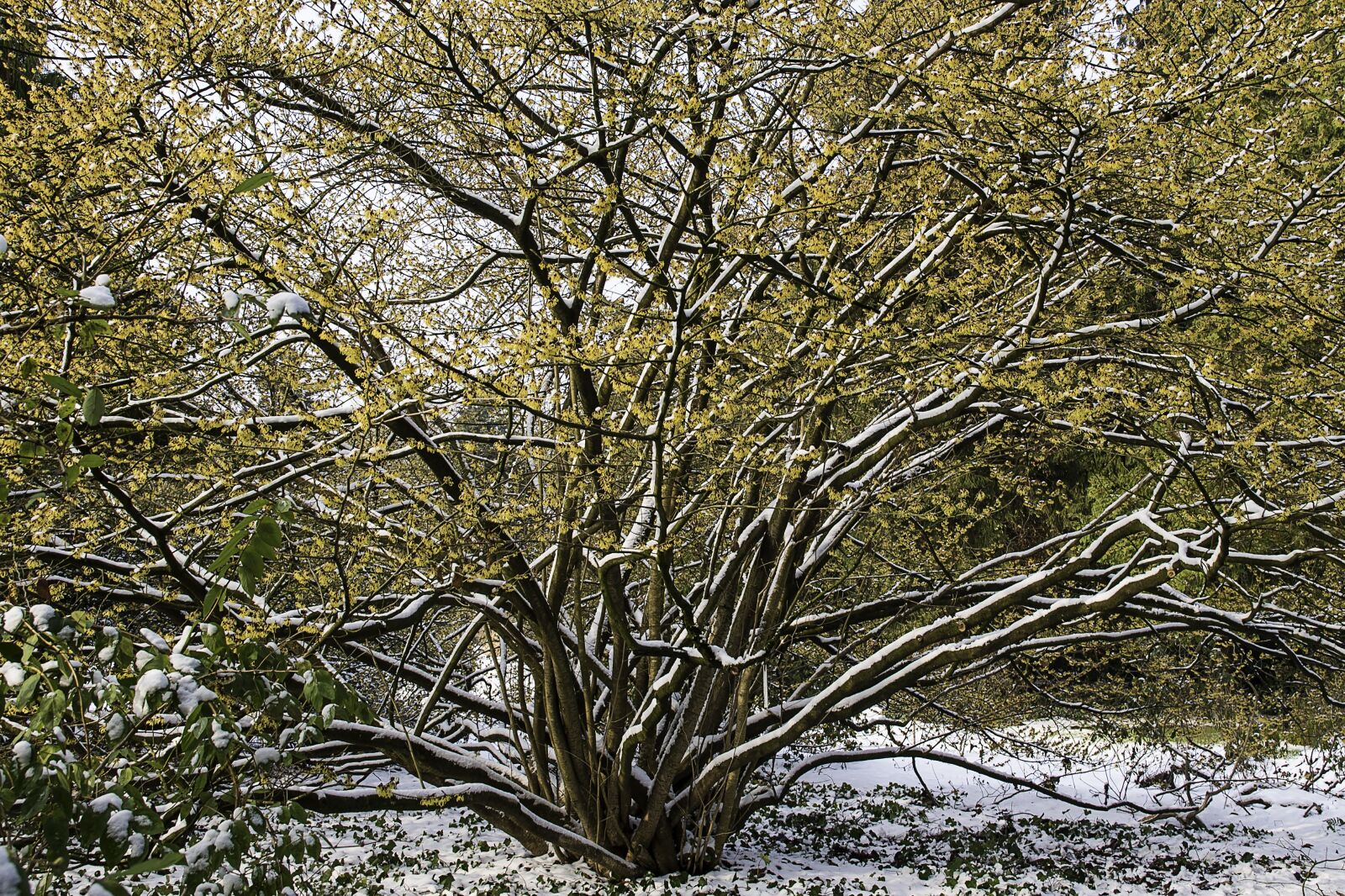 Nikon D750 sample photo. Witch hazel, hamamelis, yellow photography