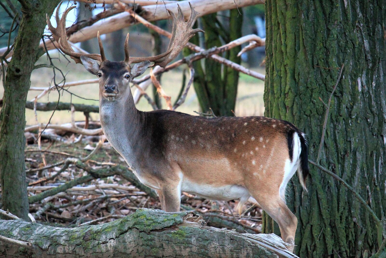Canon EF-S 55-250mm F4-5.6 IS STM sample photo. Hirsch, antler, deer photography