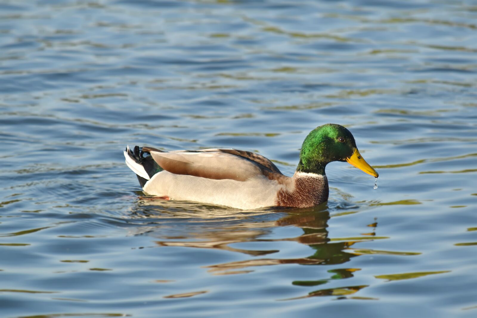 Nikon D5500 sample photo. Beak, beautiful image, colorful photography